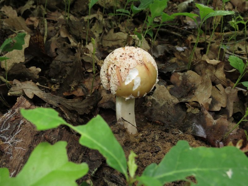 Amanita rubescens 1650